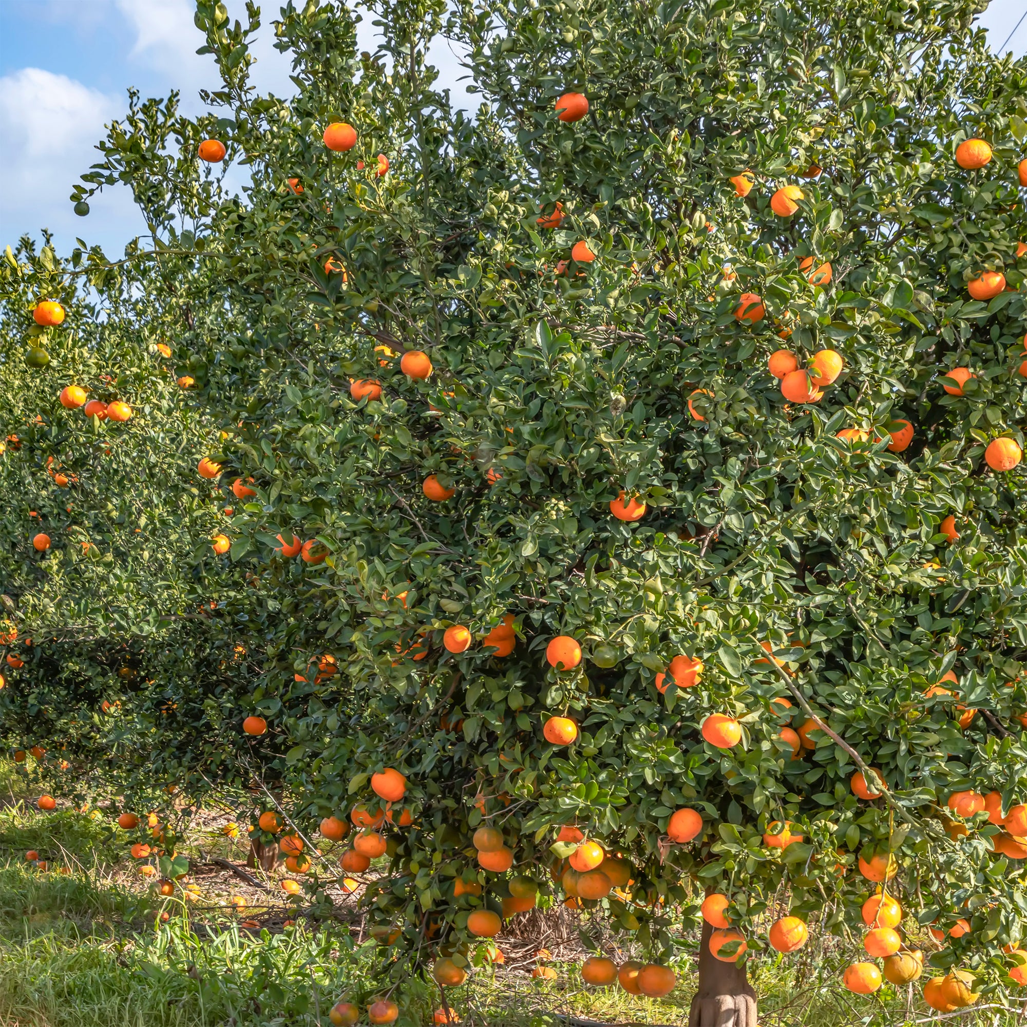 mandarinenbaum zimmerpflanze Mandarinenbaum - Citrus reticulata