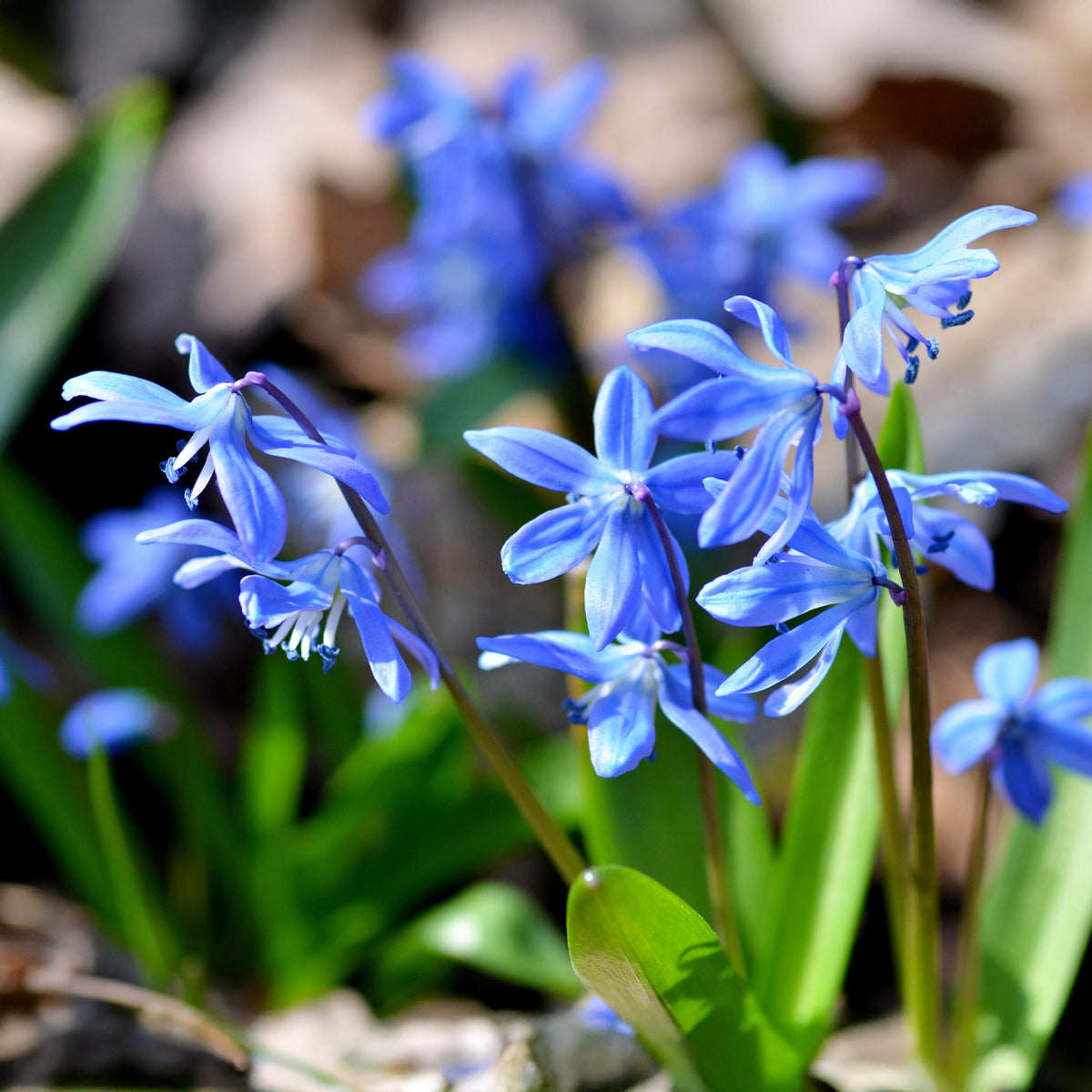 Sibirischer Blaustern - Bakker