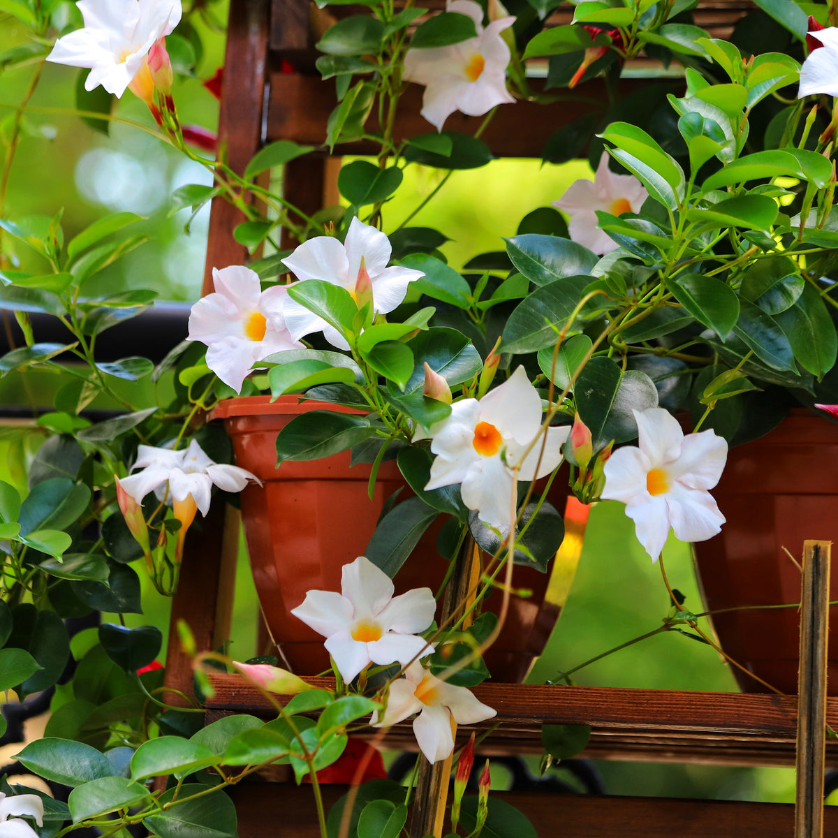 Dipladenie - Dipladenia - Bakker