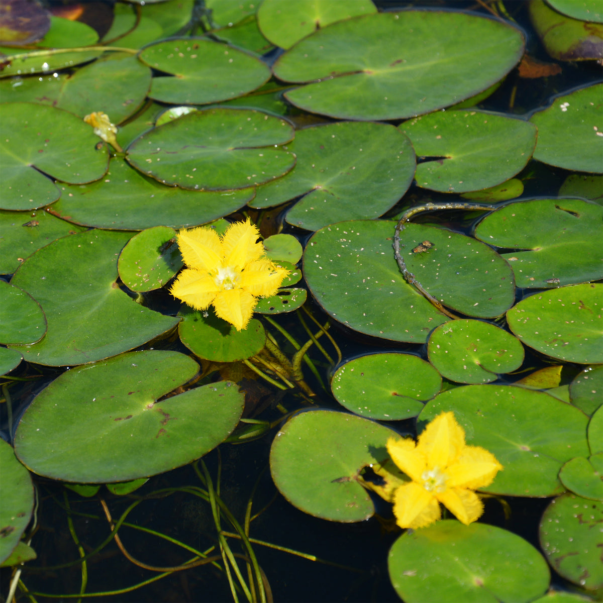 Nymphoides peltata - Limnantheme Falsche Seerose - Seerosen