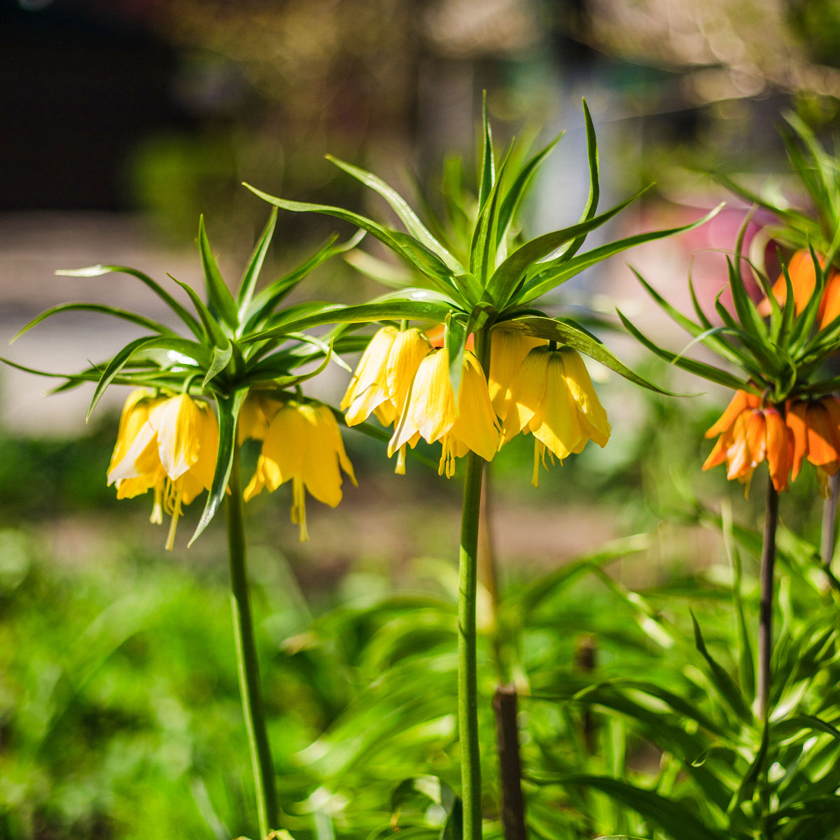 Kaiserkrone 'Lutea' - Fritillaria imperialis - Bakker