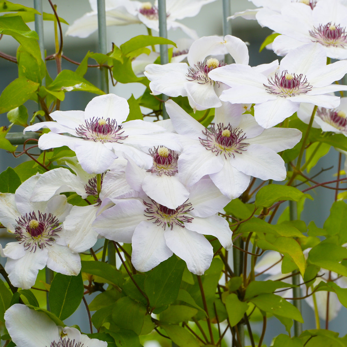 Clematis 'Miss Bateman'
