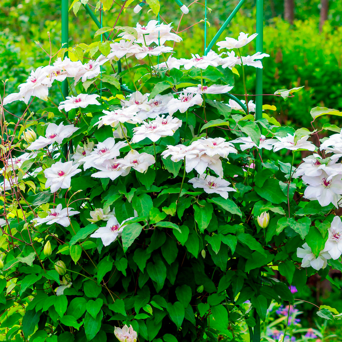 Clematis 'Miss Bateman'