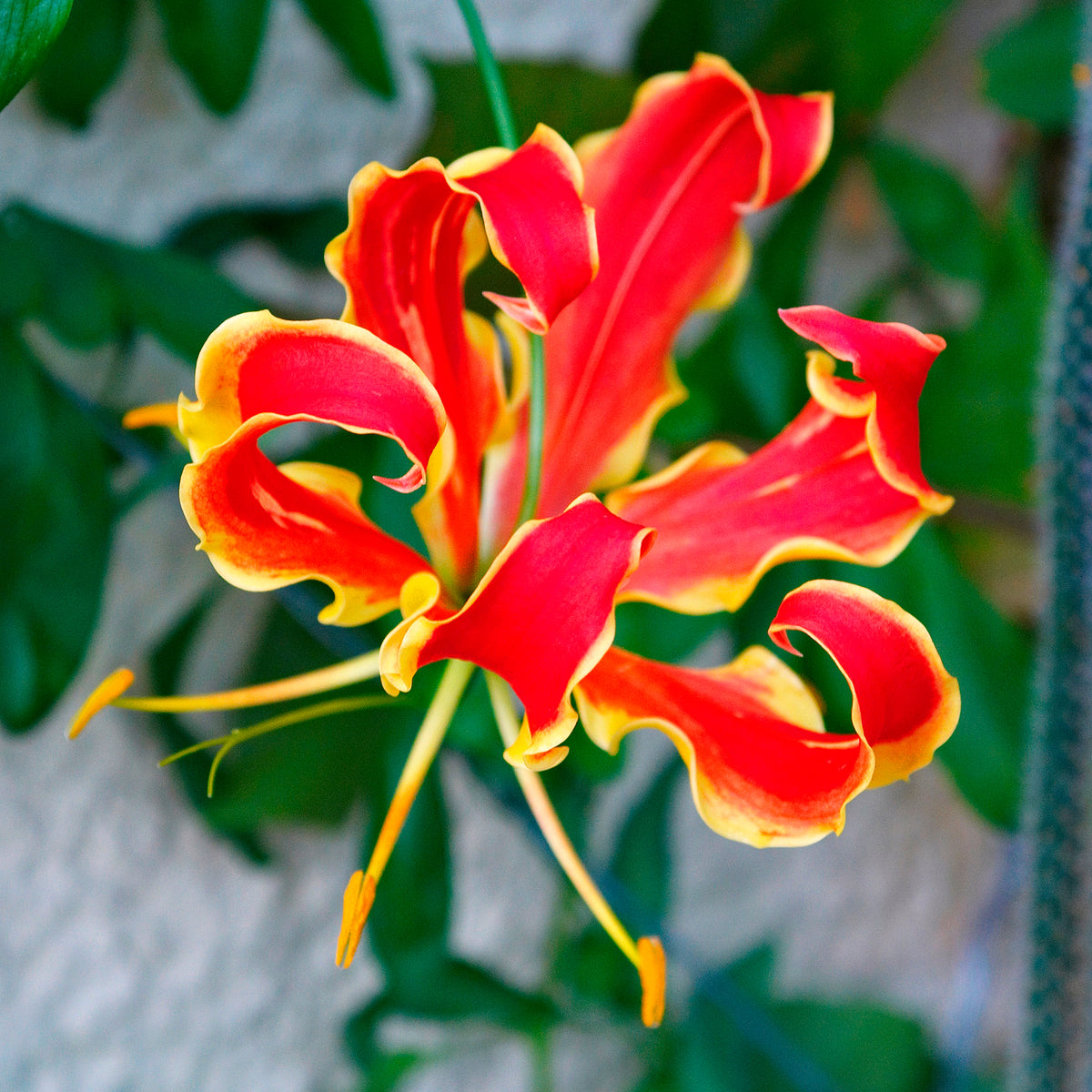 Ruhmeskrone 'Rothschildiana' (x2) - Gloriosa superba 'rothschildiana' - Bakker