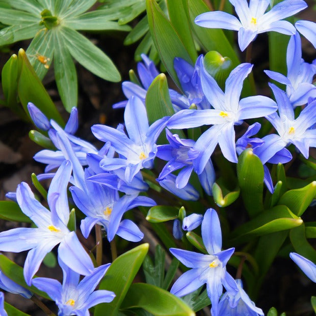 Blaue Schneeglöckchen (x10) - Bakker