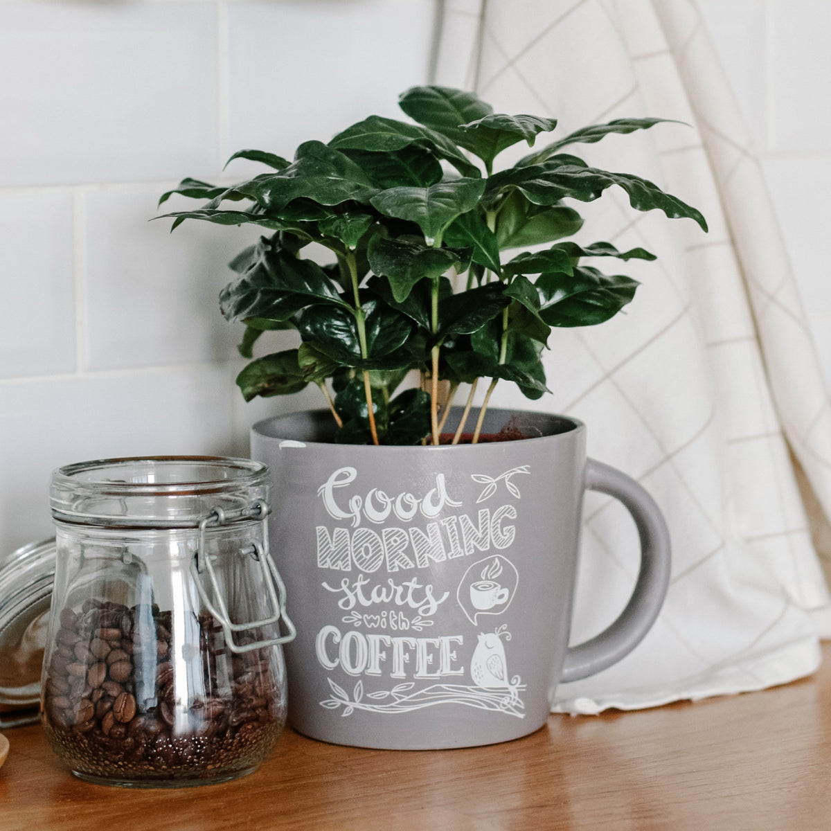 Coffea arabica - Kaffeepflanze Coffea - Grüne Zimmerpflanzen