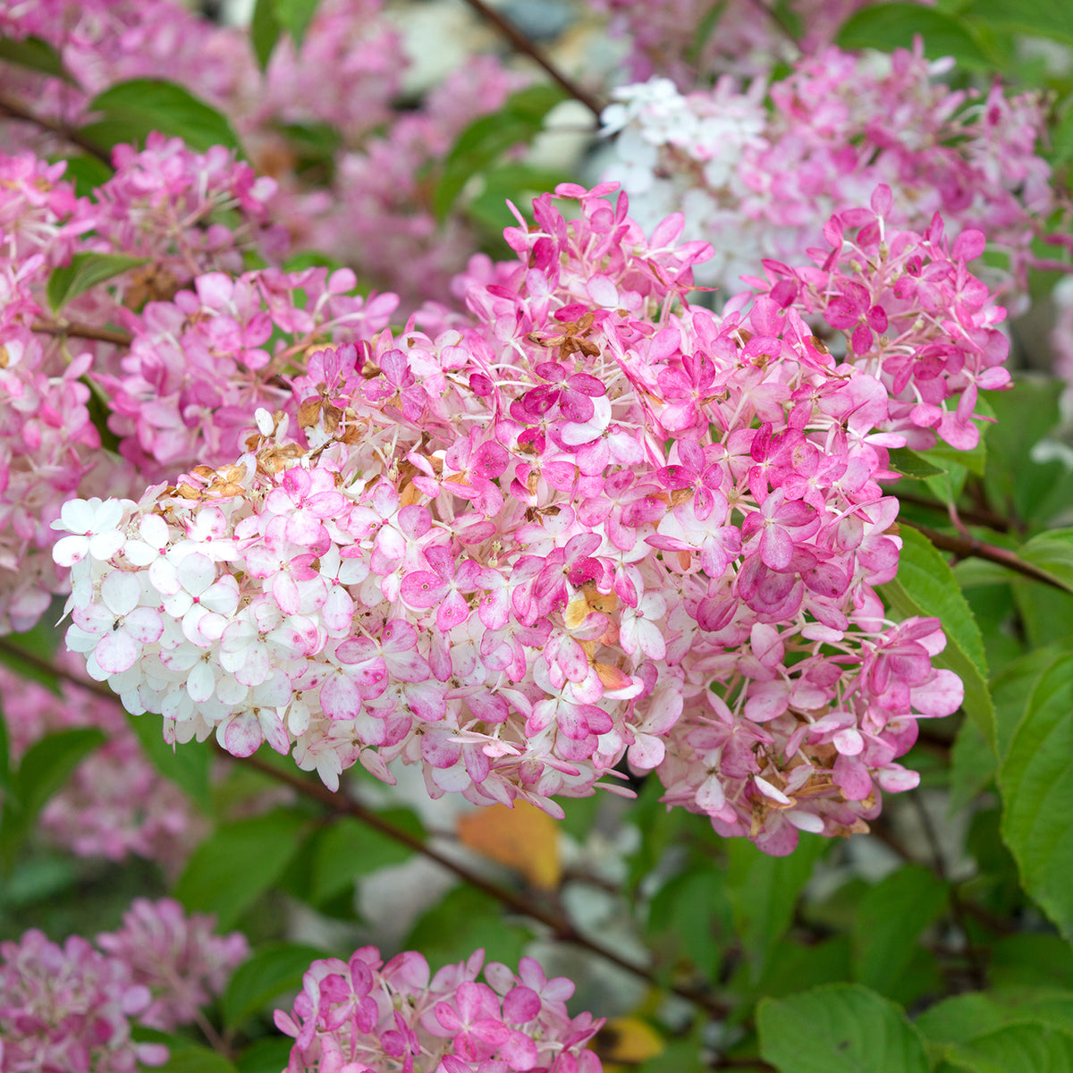 Rispenhortensie 'Vanille Fraise'
