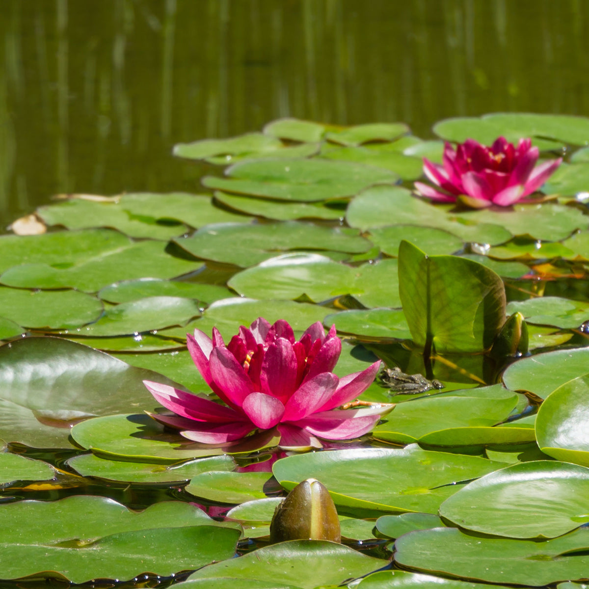 Seerose 'Attraction' - Nymphaea 'Attraction' - Bakker