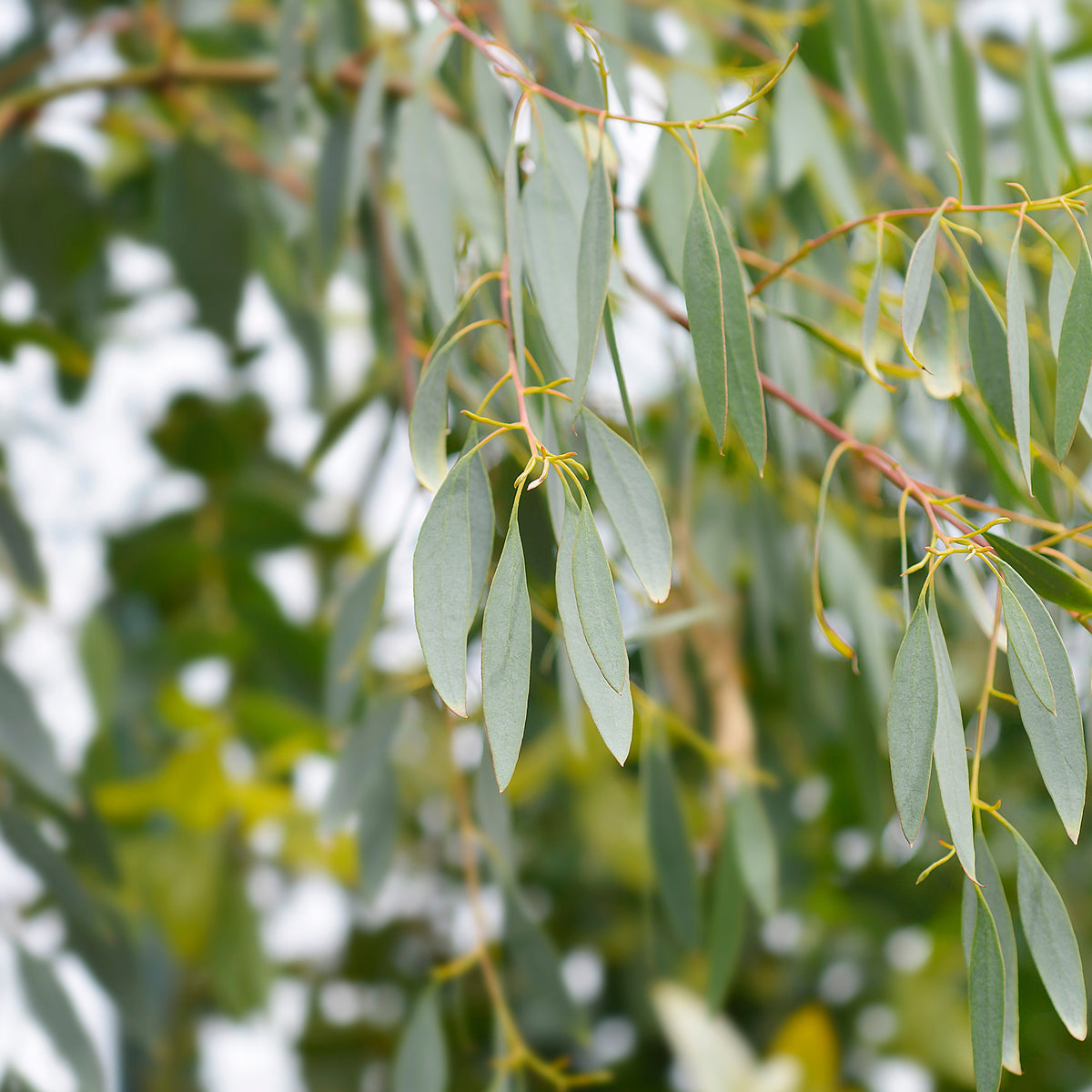 Eucalyptus - Eukalyptus - Eukalyptus - Eucalyptus gunnii