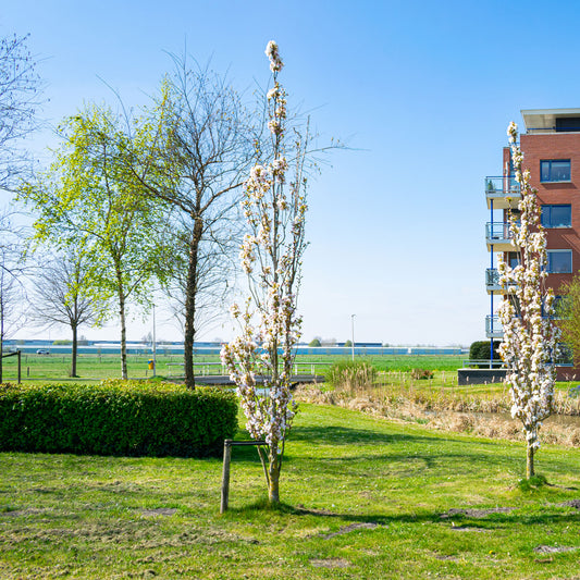 Säulenkirsche 'Amanogawa' - Bakker