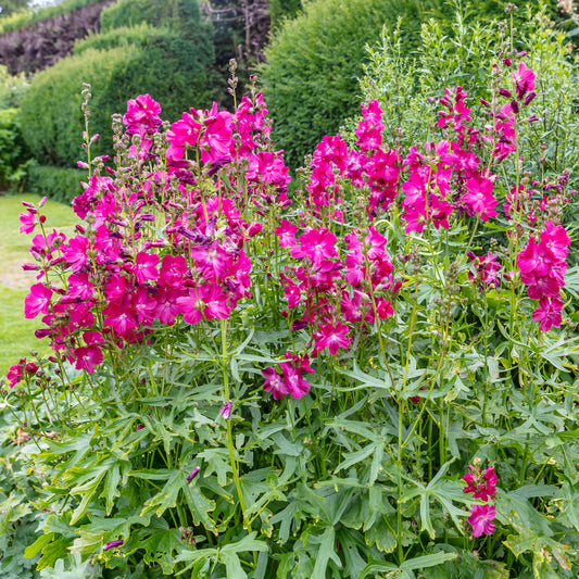 Wilde Malve 'Party Girl'