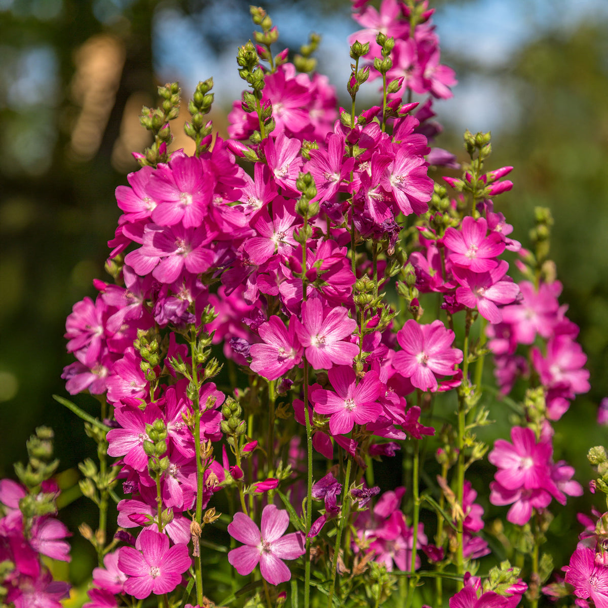 Wilde Malve 'Party Girl' - Sidalcea oregana Party Girl - Bakker