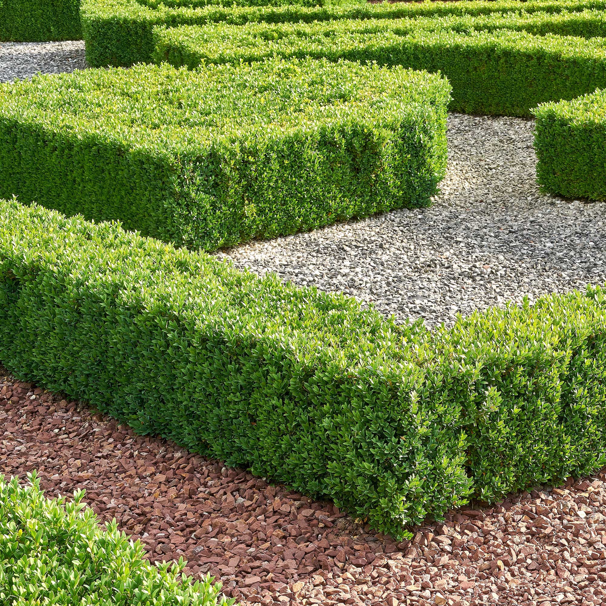 Buchsbaum - Buxus sempervirens