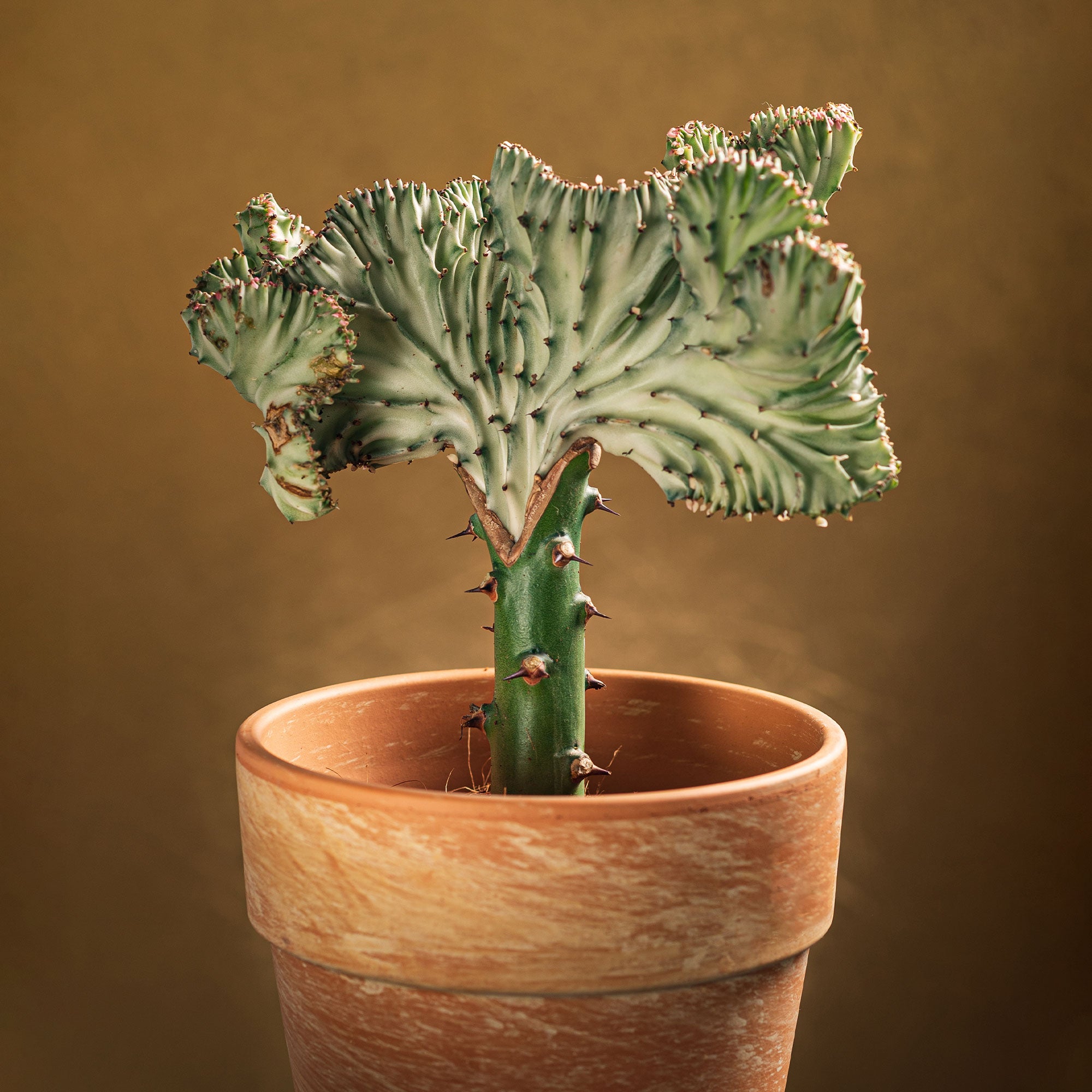 Korallen-Wolfsmilch 'Cristata' - Euphorbia lactea cristata