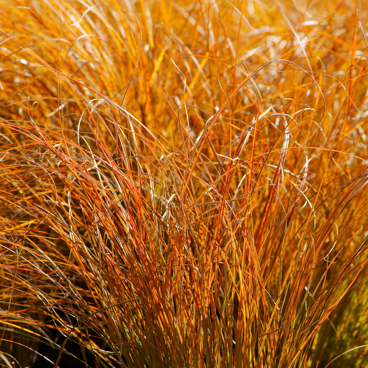 Rote Garten-Segge 'Prairie Fire' - Carex testacea prairie fire - Bakker