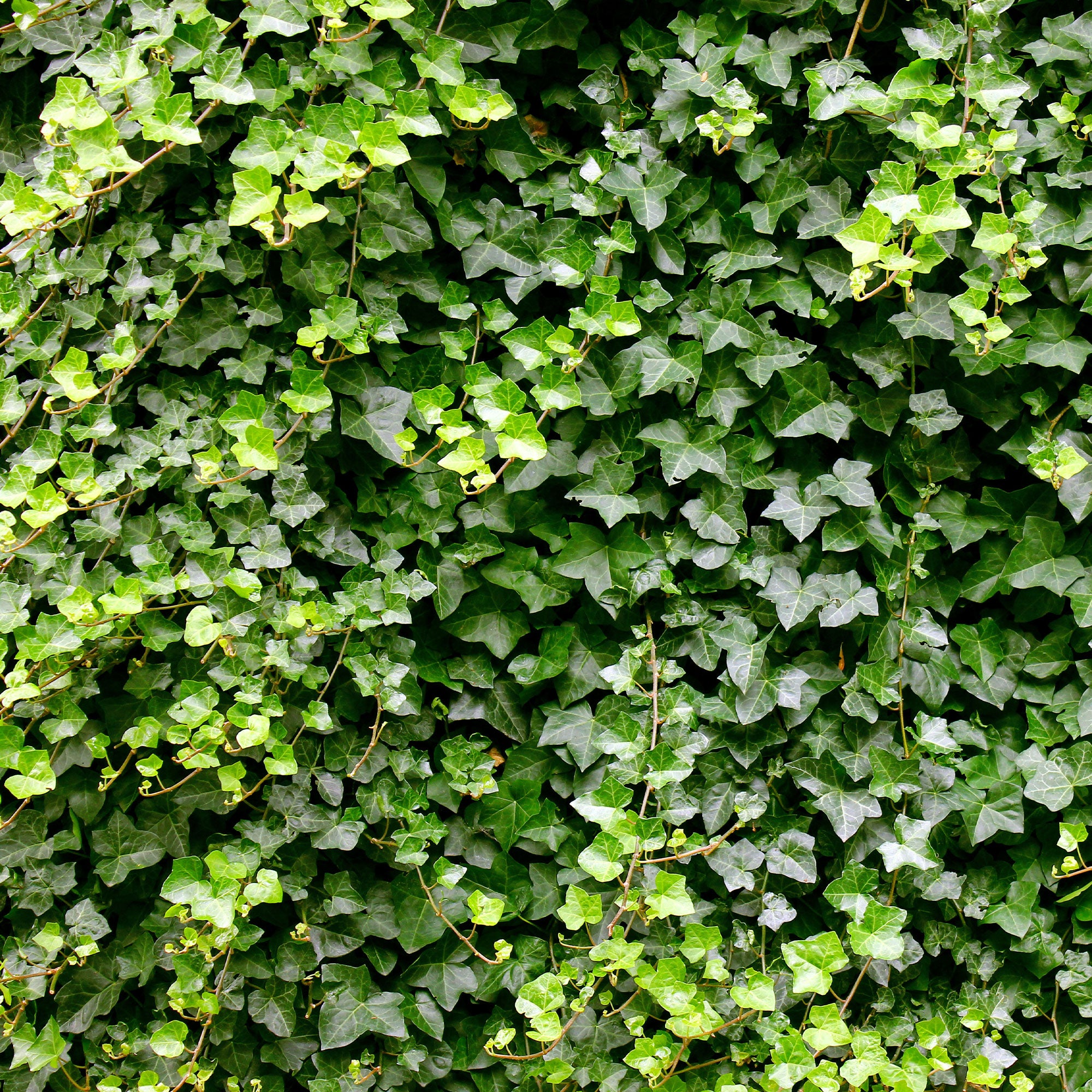 mini efeu Efeu - Hedera helix