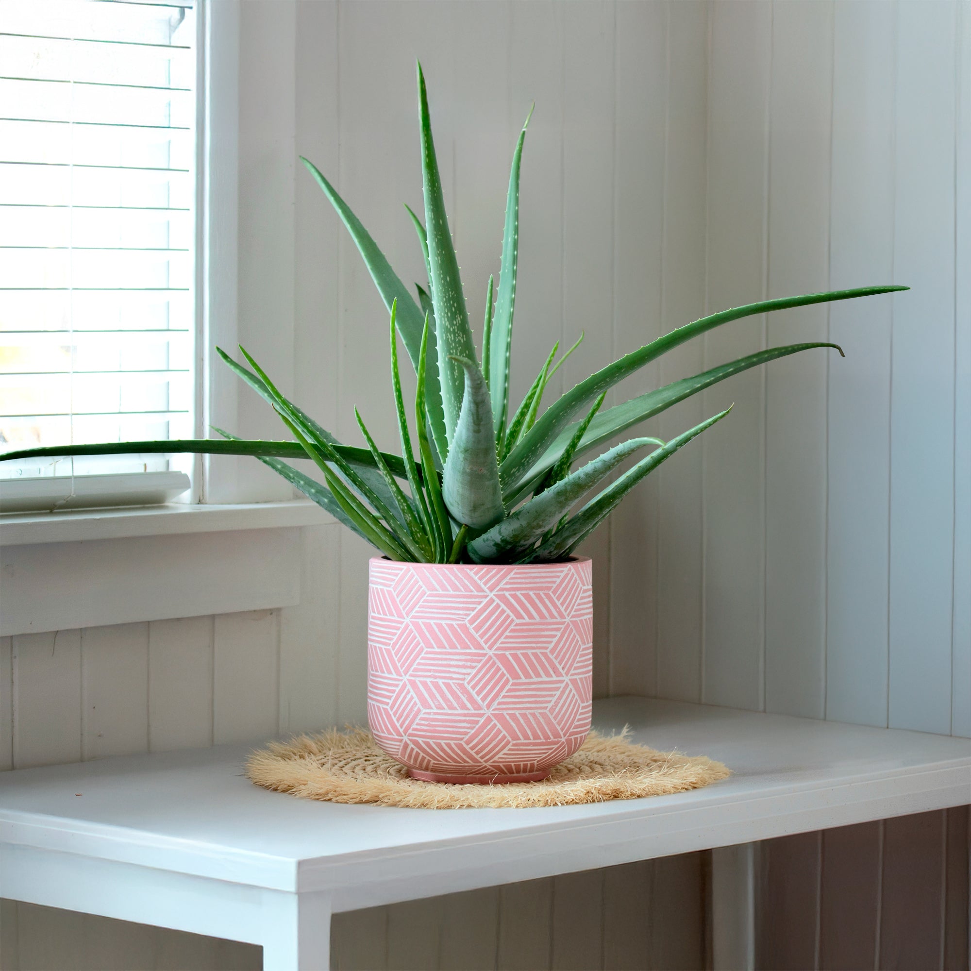 wie sieht eine aloe vera aus Aloe vera - Aloe vera