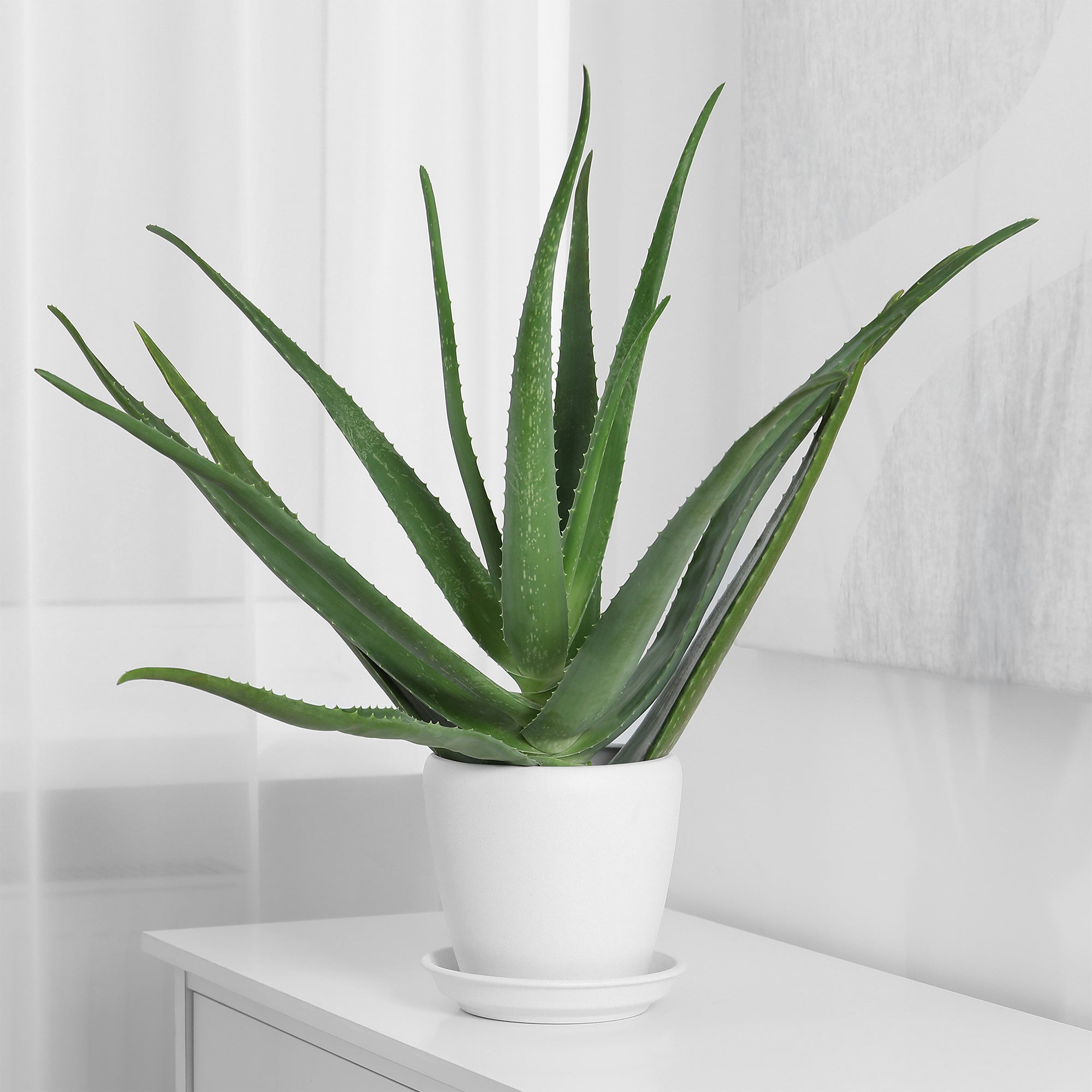 Aloe vera - Aloe vera