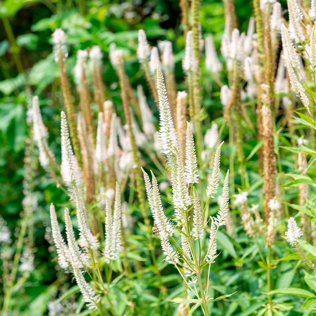 Panicum virgatum,Sesleria autumnalis, Allium sphaerocephalon,Veronicastrum virginicum, Sanguisorba officinalis - 5 Stauden für eine Blumenwiese - Stauden