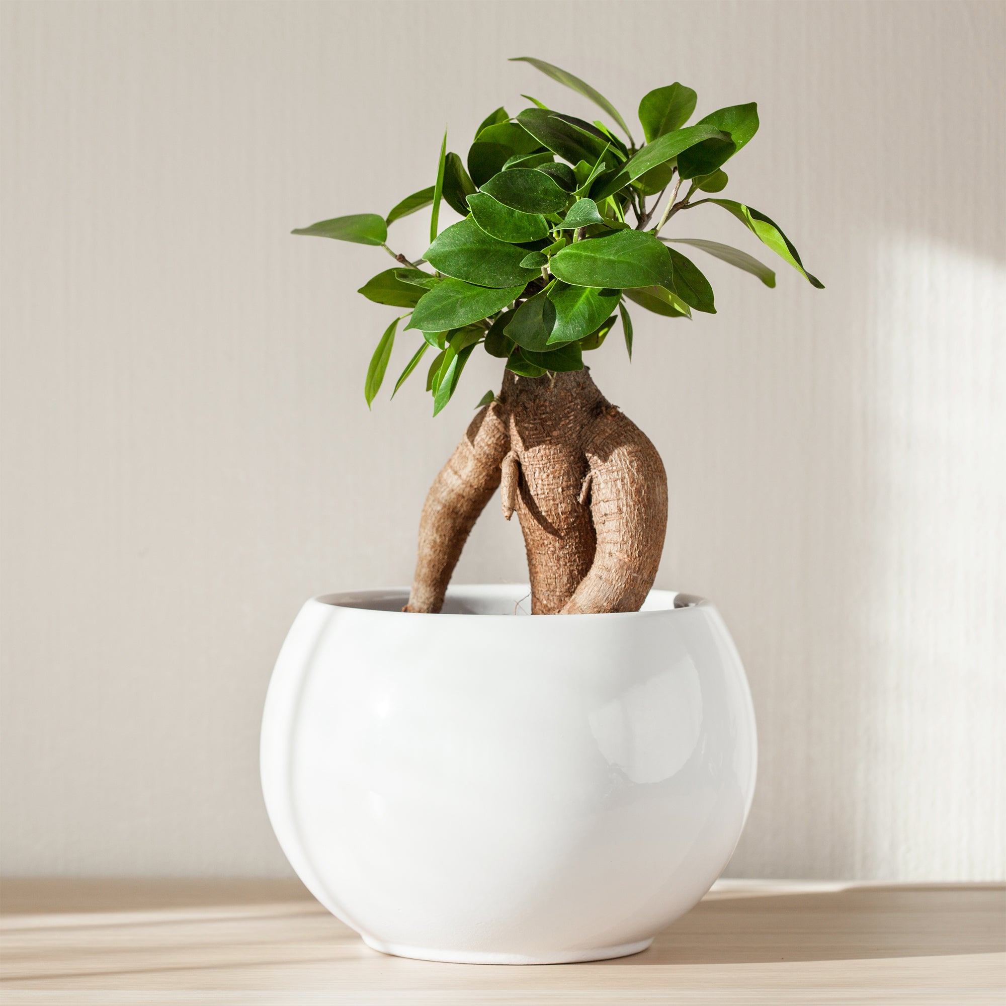 Bonsai Ficus 'Ginseng' - Ficus microcarpa ginseng