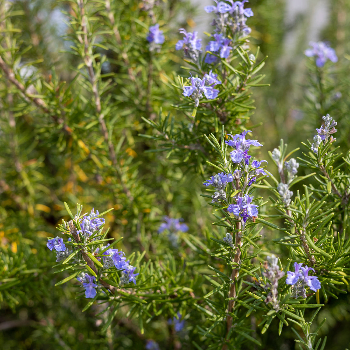 Rosmarin - Rosmarinus officinalis - Bakker
