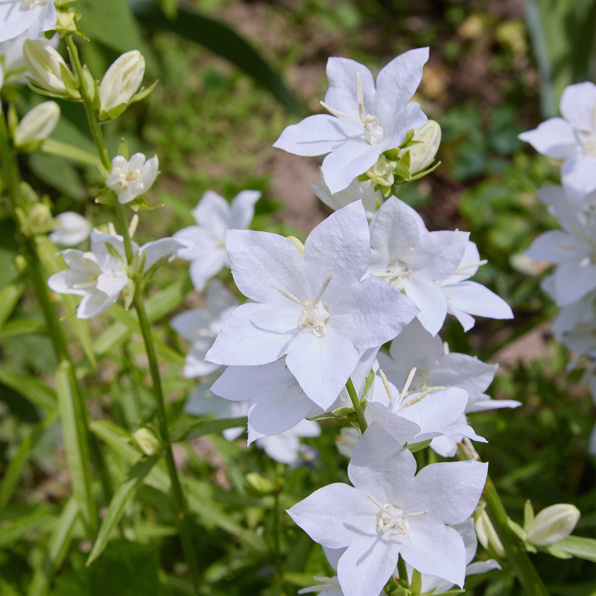 Karpaten-Glockenblume 'Alba' - Bakker