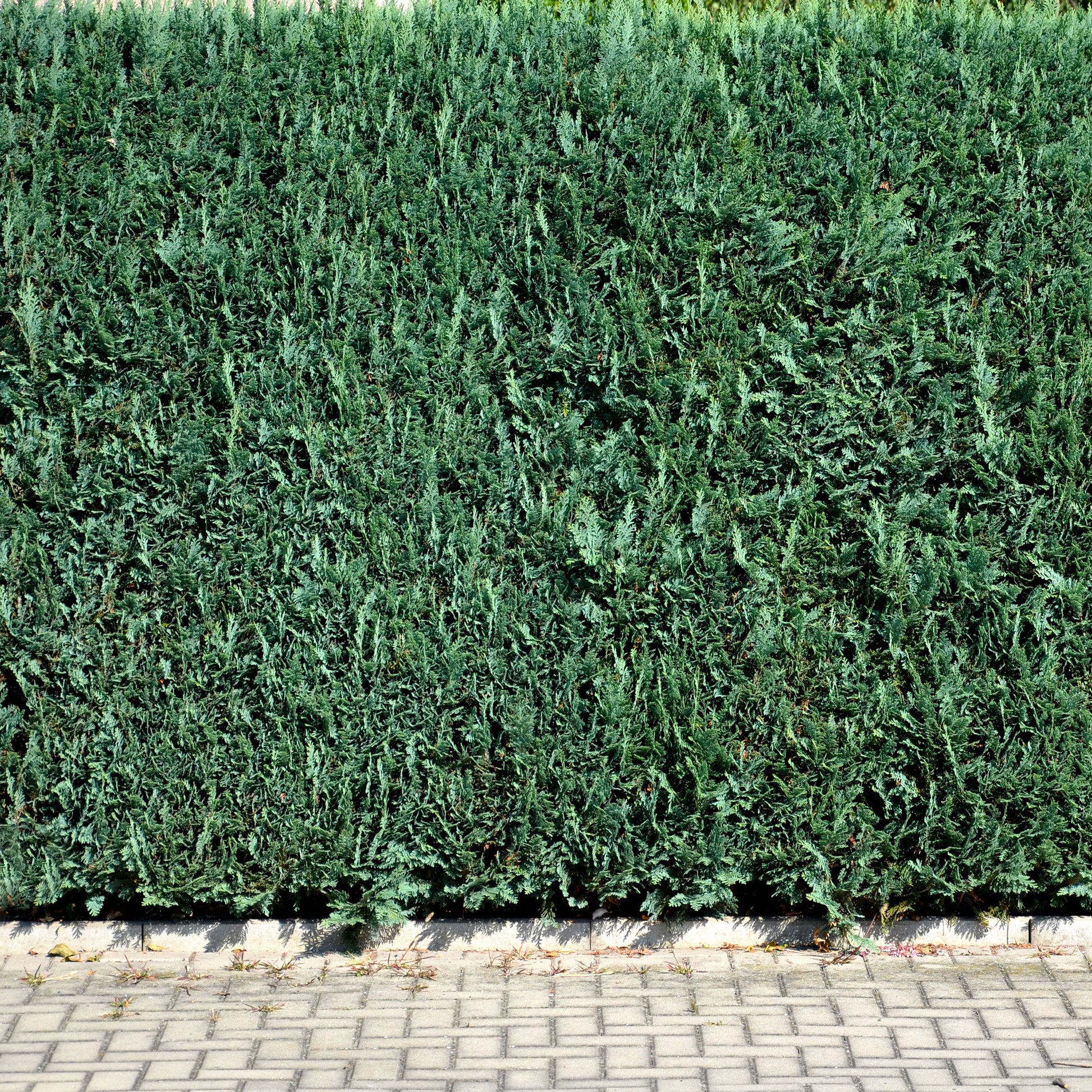 Chamaecyparis lawsonia Columnaris - Blaue Scheinzypresse 'Columnaris' - Heckensträucher