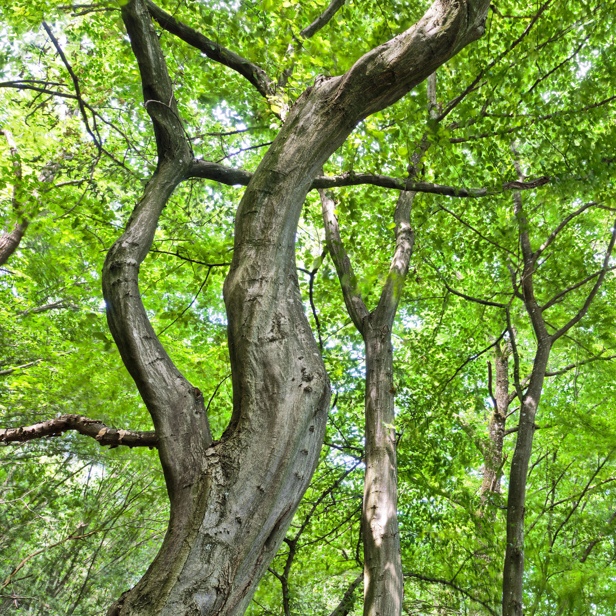 Verkauf Hainbuche - Carpinus betulus