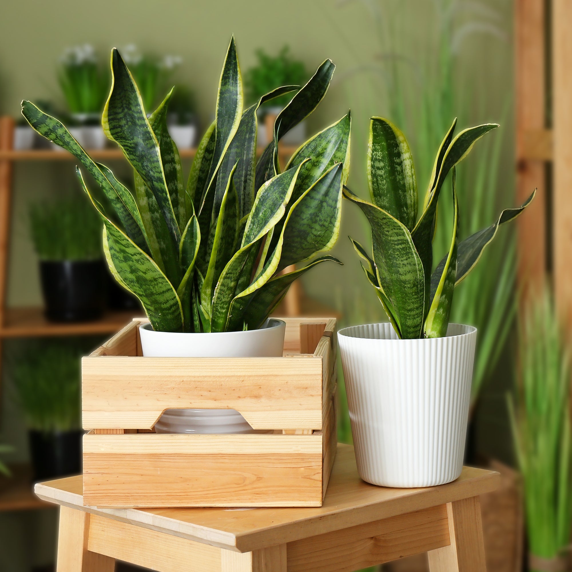 Bogenhanf Sansevieria - Sansevieria futura superba