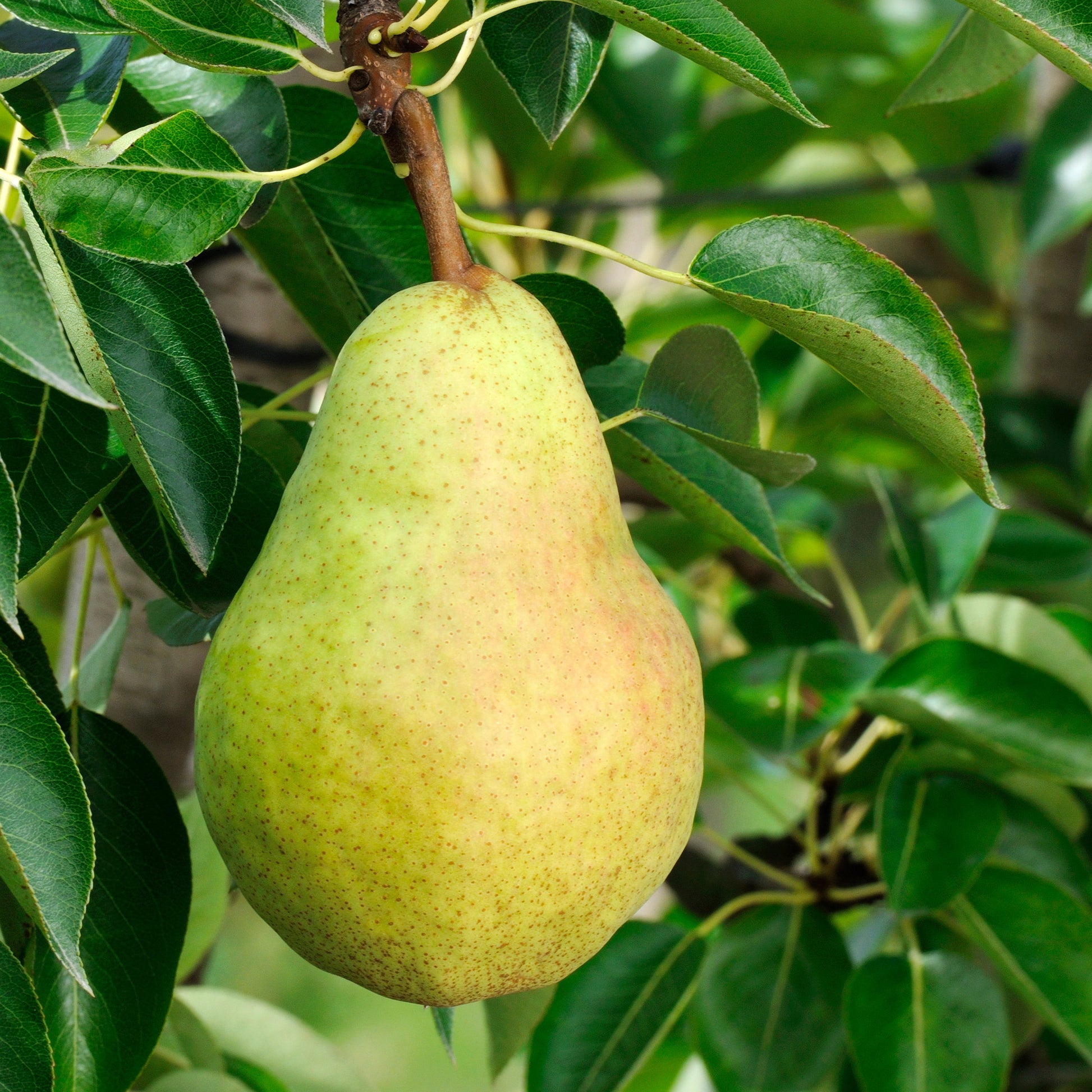 Birnbäume - Birnenbaum 'Williams' - Pyrus communis William's ('bon chrétien')