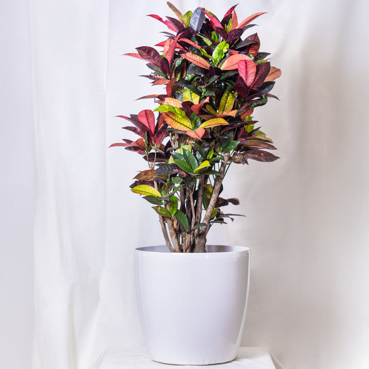 Grüne Zimmerpflanzen - Wunderstrauch 'Mrs. Iceton' - Codiaeum variegatum mrs. iceton