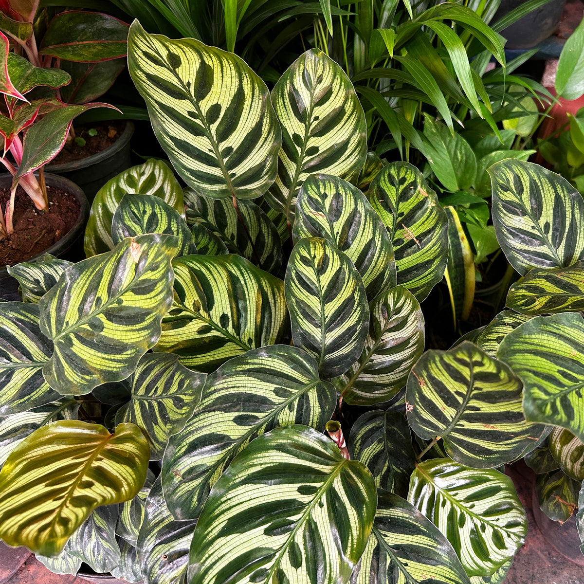 Korbmarante 'Makoyana' - Calathea makoyana - Bakker