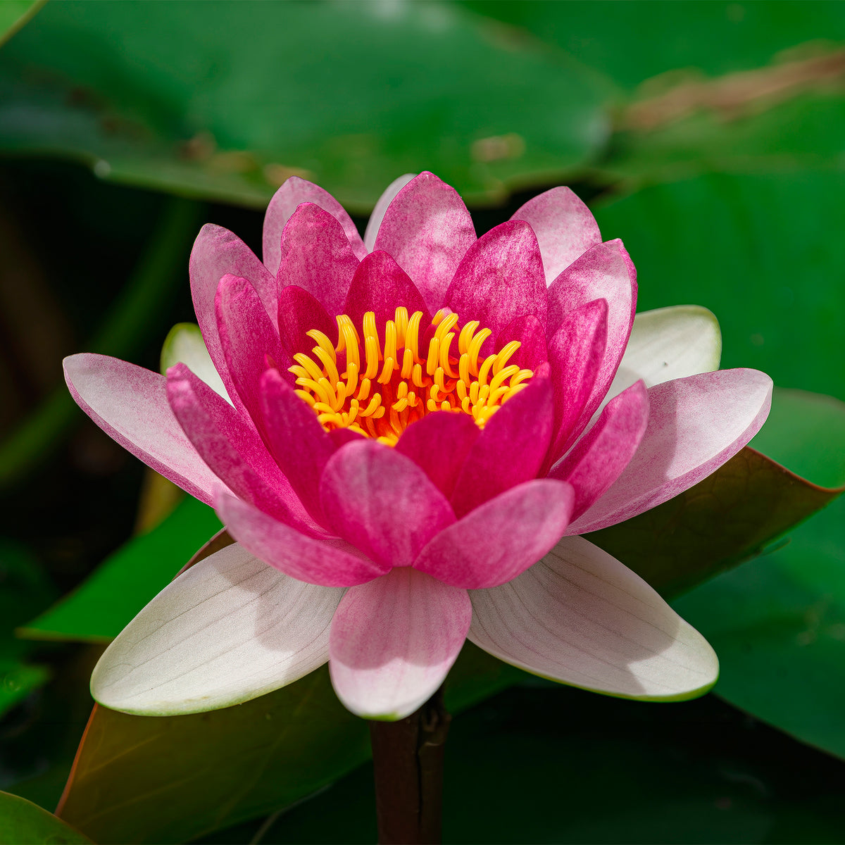Seerose 'Pygmaea Rubra'