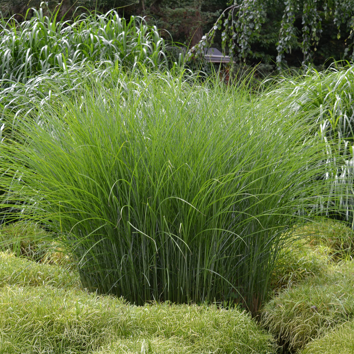 Chinaschilf 'Gracillimus' - Bakker