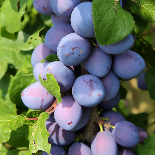 Mini-Pflaumenbaum Black Amber - Bakker