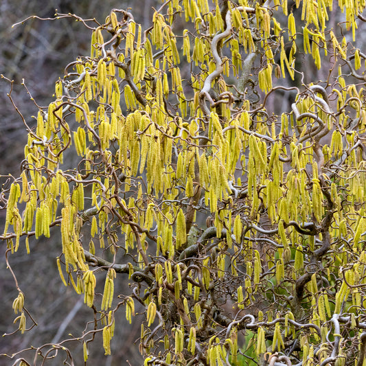 Korkenzieherhasel 'Contorta' - Bakker