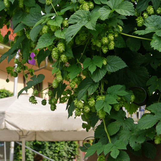 Hopfen 'Magnum' - Bakker