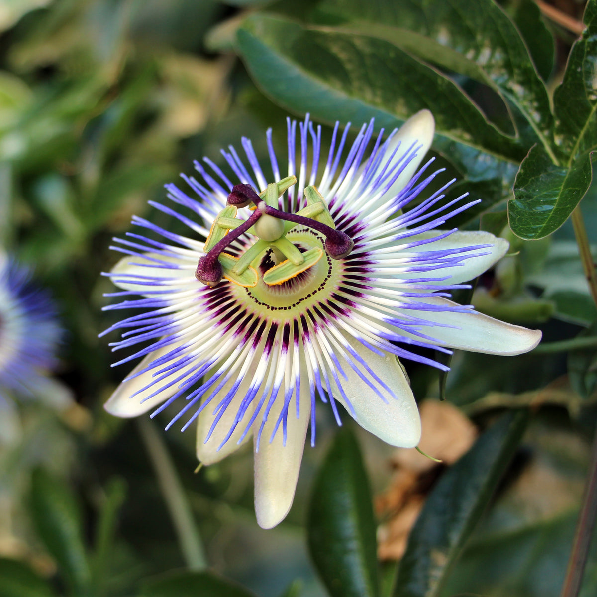 Passionsblume