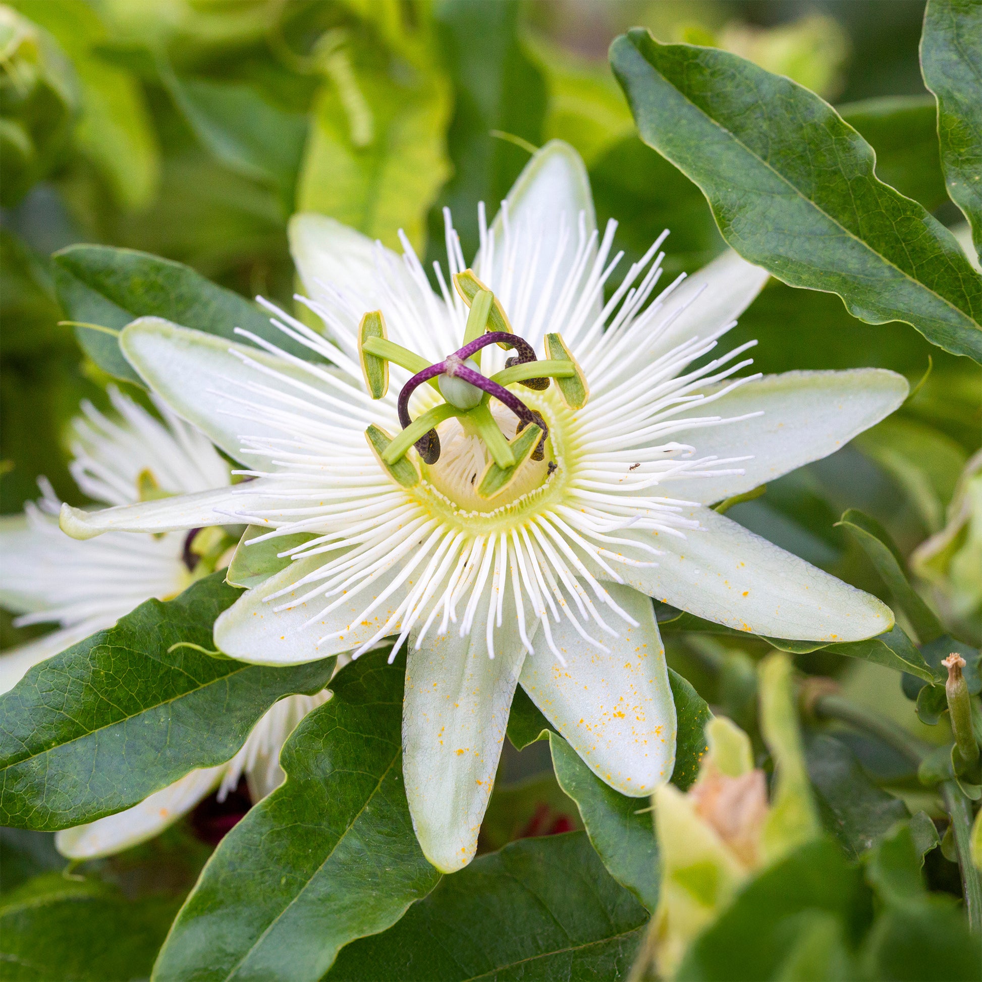 Passionsblume 'Constance Elliot' - Bakker