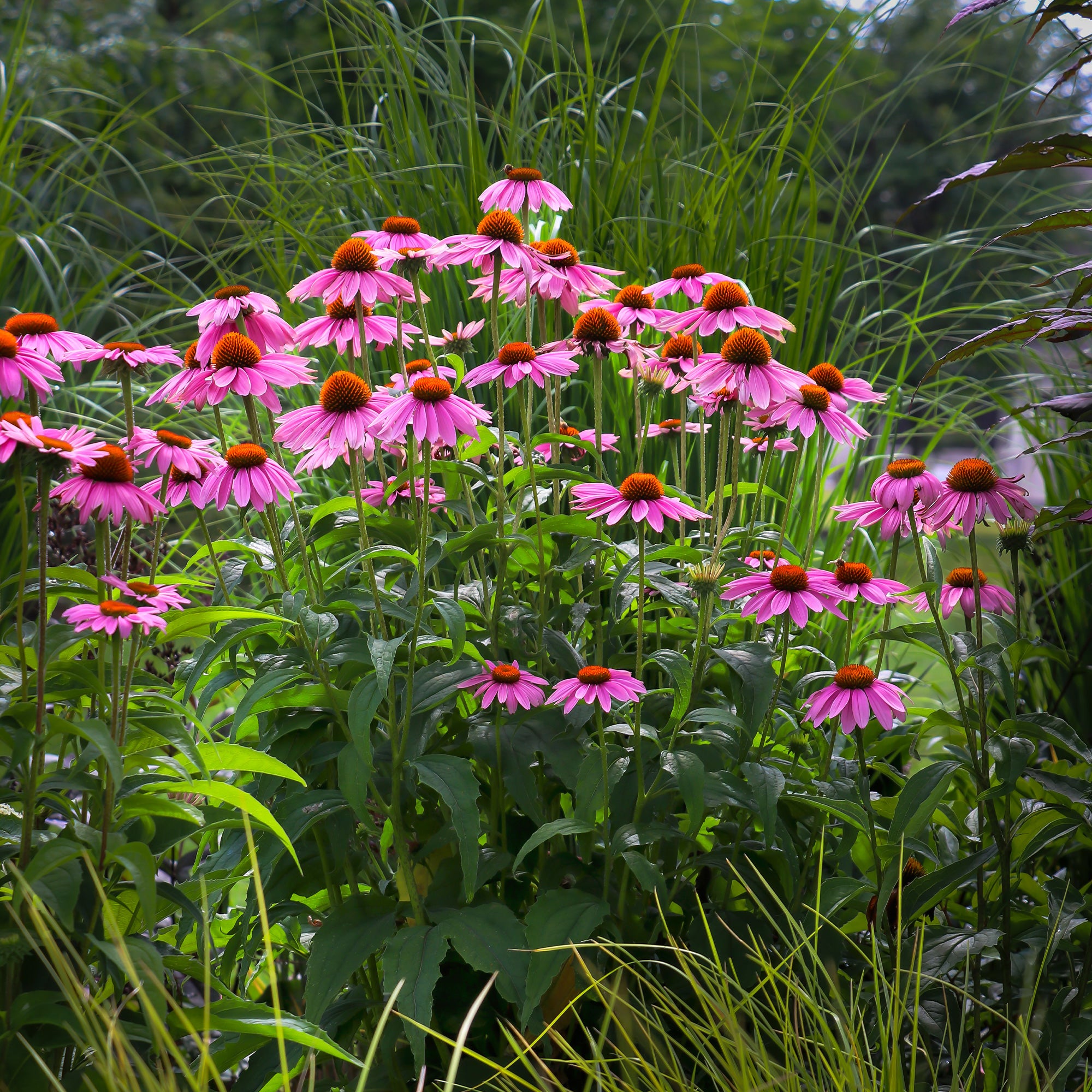 echinacea purpurea düngen Purpur-Sonnenhut
