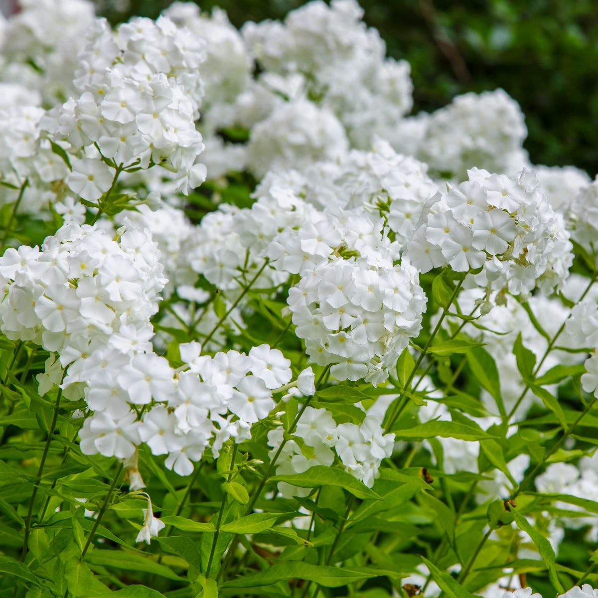Hohe Flammenblume 'White Admiral' - Bakker