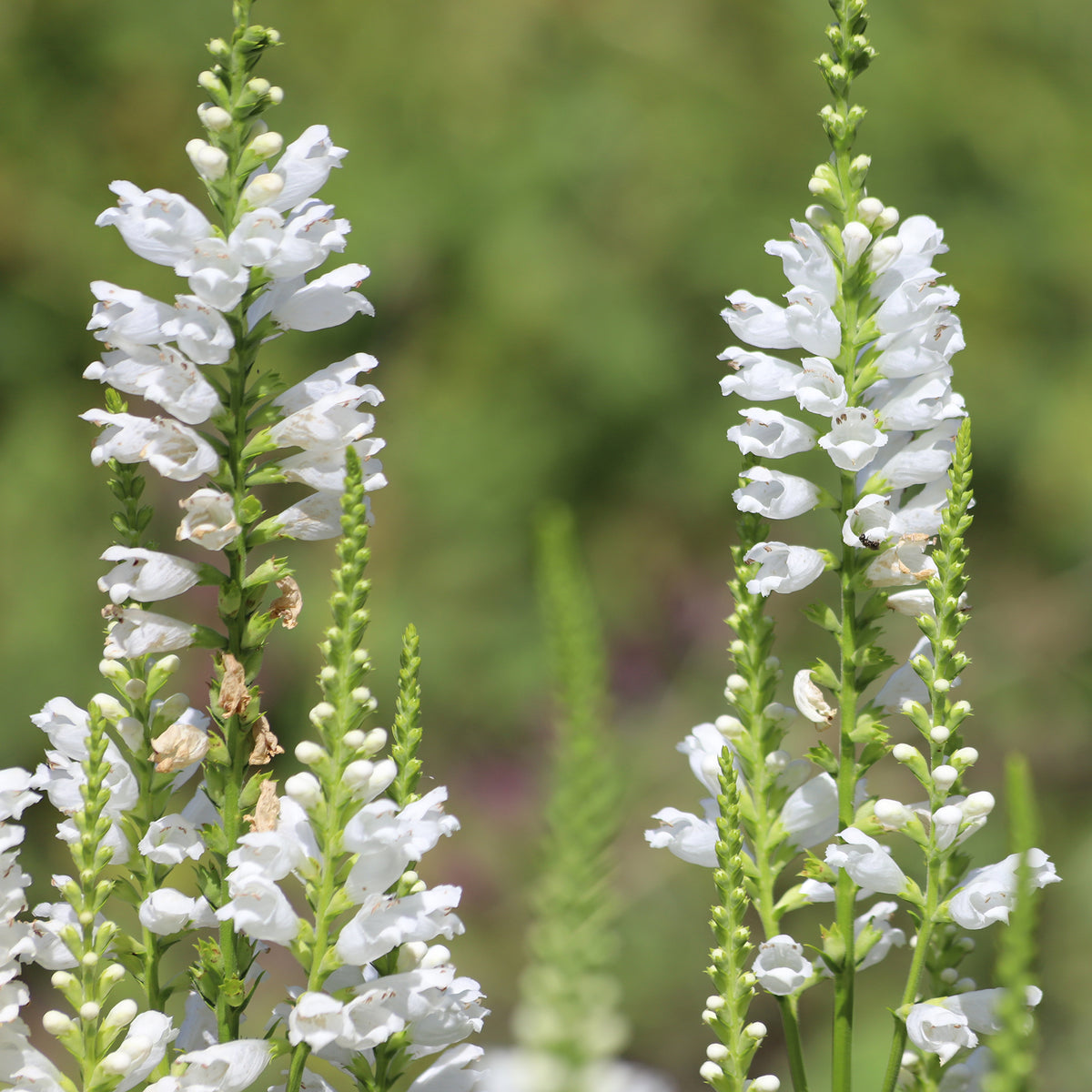 Gelenkblume 'Alba'