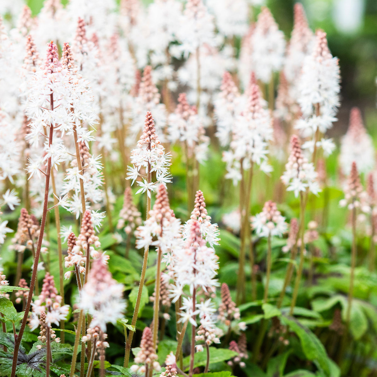 Schaumblüte 'Pink Skyrocket' - Bakker