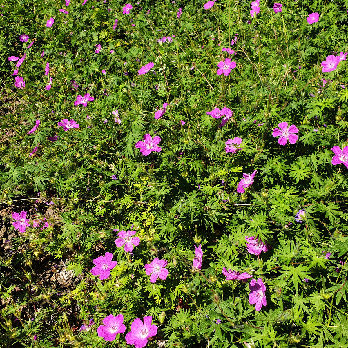 Sumpf-Storchschnabel - Geranium palustre - Bakker