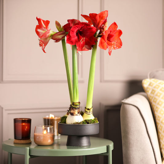 Amaryllis - Bakker