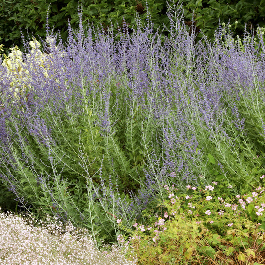 Blauraute 'Blue Spire' - Bakker