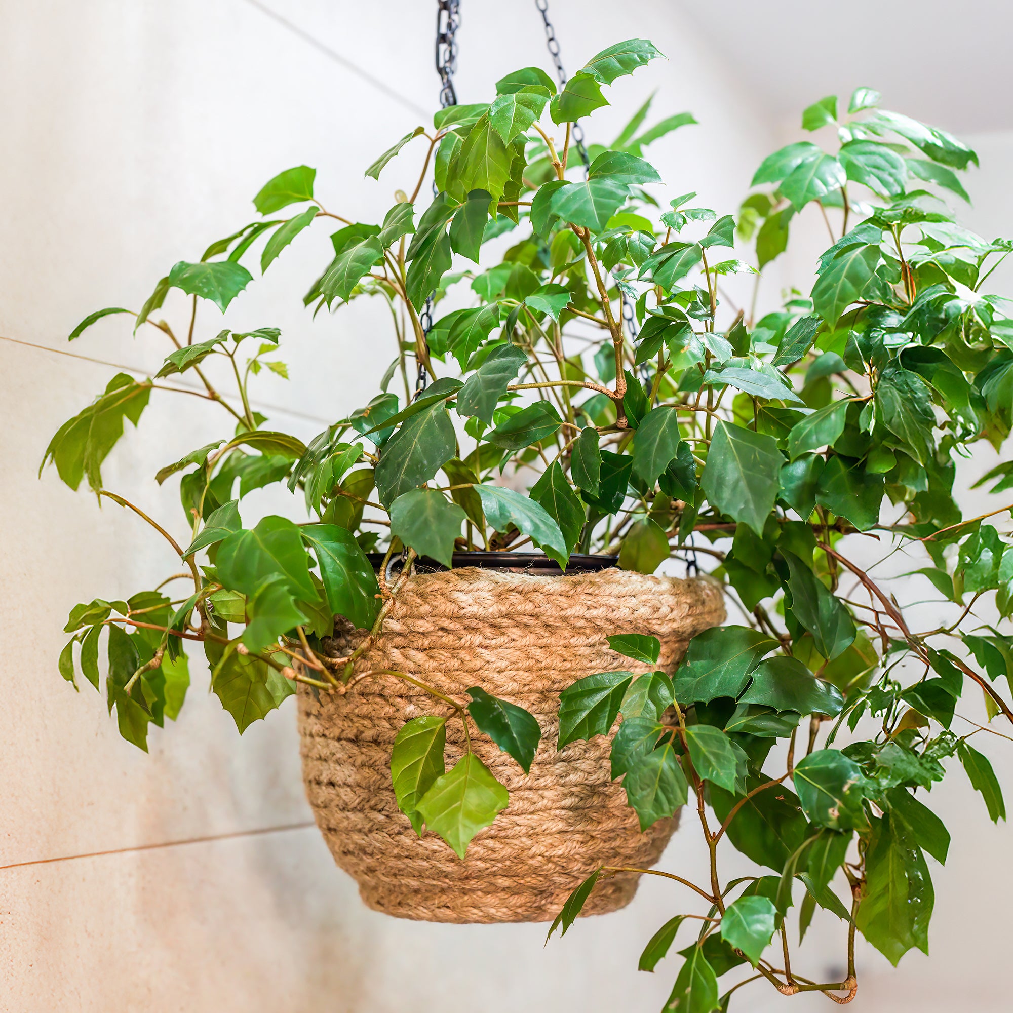 zimmerpflanze weinrebe Zimmerrebe 'Ellen Danica' - Cissus ellen danica