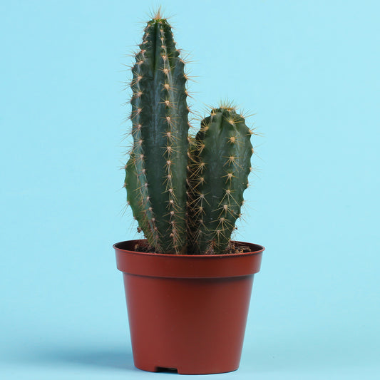 Säulenkaktus Polaskia chichipe - Bakker