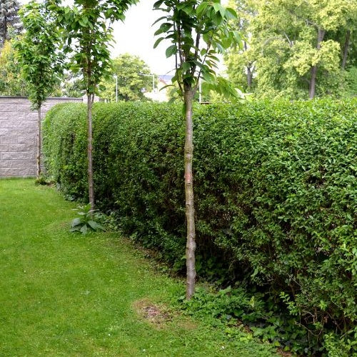 Immergrüne Rainweide Ligustrum ovalifolium - Winterhart - Ligustrum ovalifolium