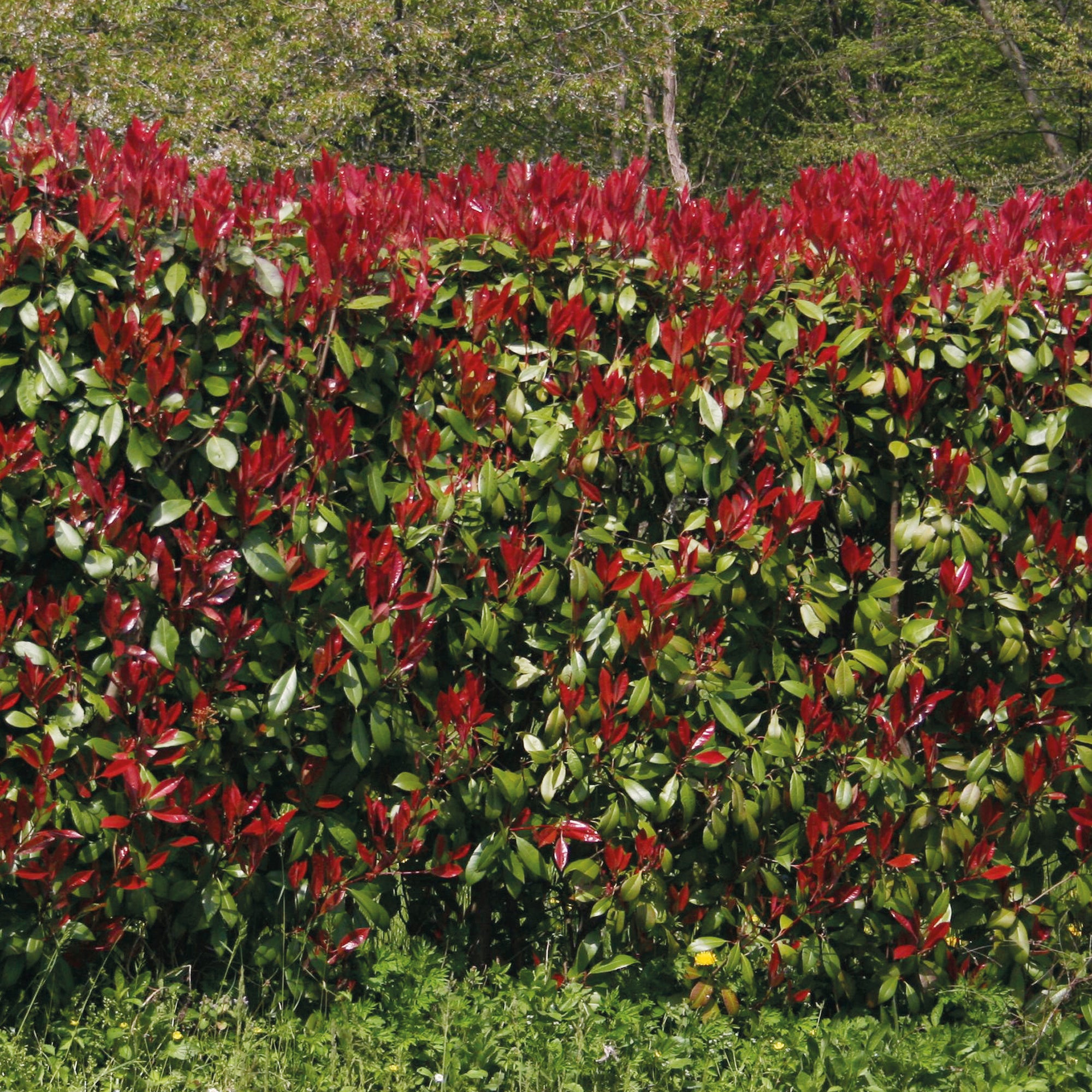 Glanzmispel 'Red Robin' (x3) - Photinia fraseri Red Robin